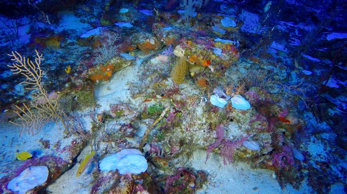 Coral bleaching in the Central Indian Ocean