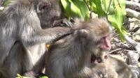 Socialite Japanese Macaques Get More Grooming Grom 'Friends' (2/2)