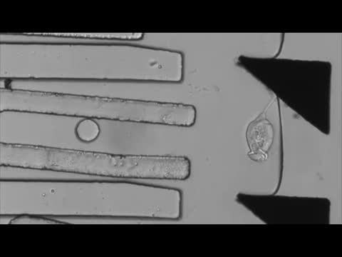 Structure Integration and Motion Conversion by <em>Vorticella</em>