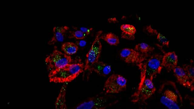 Macrophages Harness Zinc to Fight Infection (2 of 2)