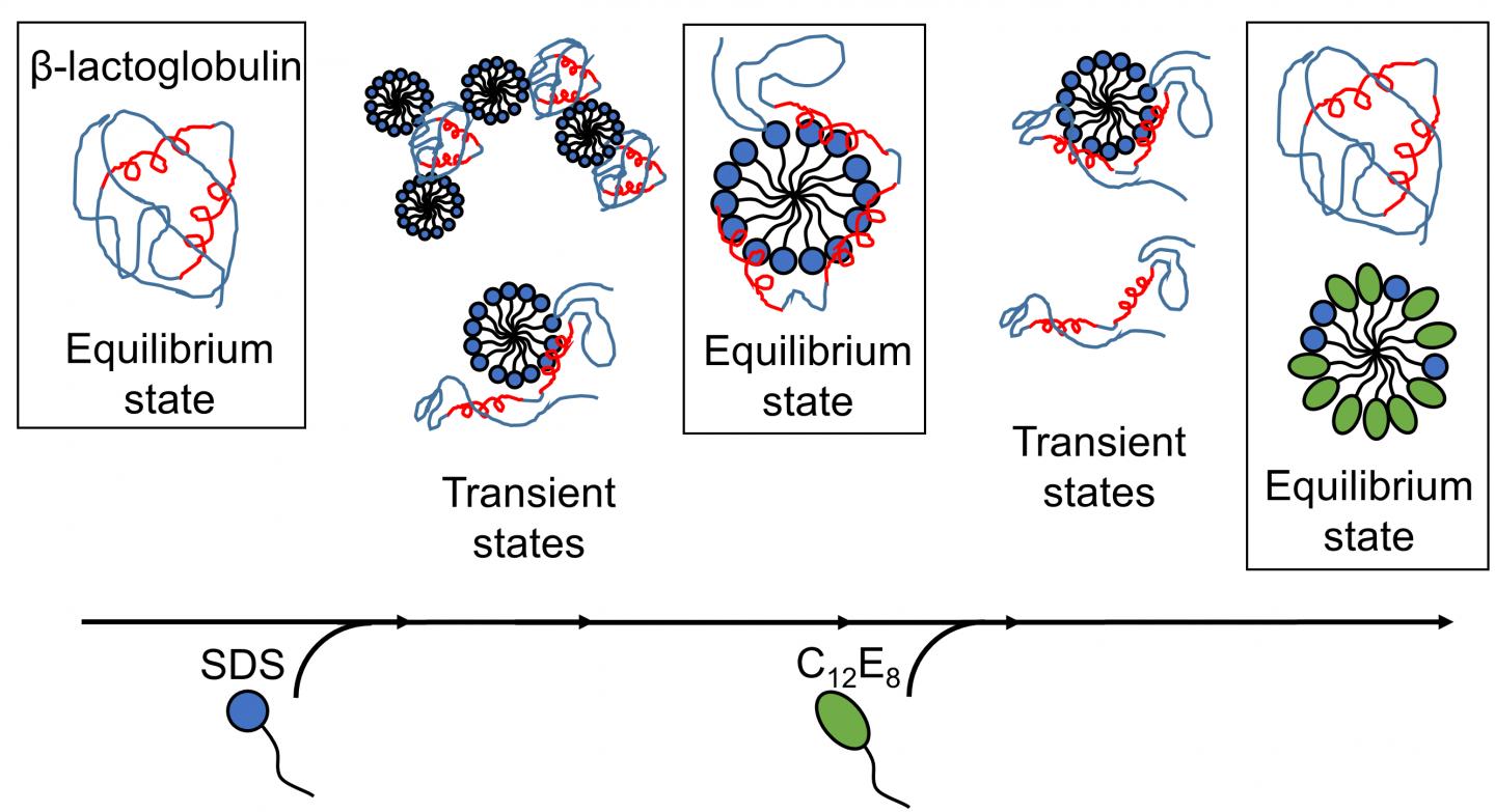 Folding Proteins