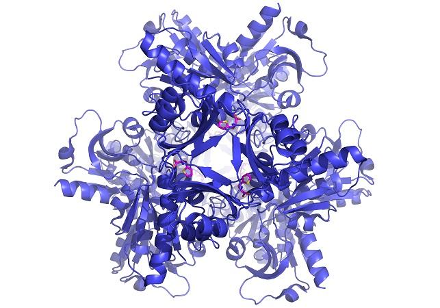 ATP-PRT Enzyme from TB Bacteria