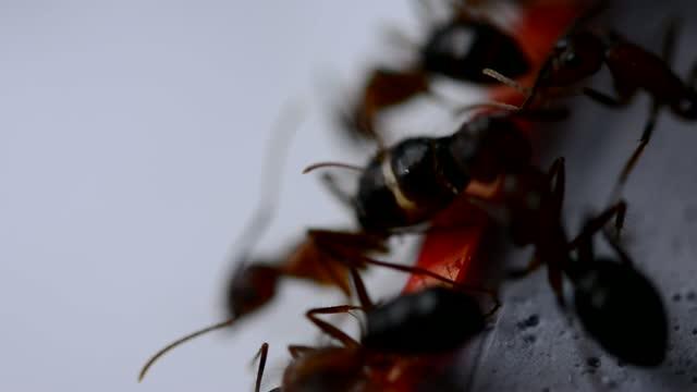 How Epigenetics Can Affect Ants' Behavior (4 of 9)