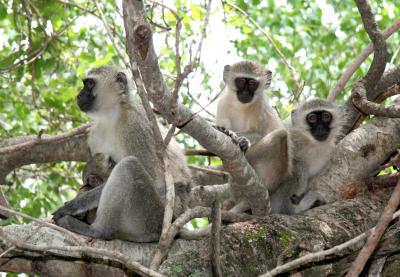 Group of Vervet Monkeys