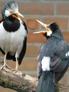 Social enrichment includes allowing individuals to experience natural social groups and have a choice over who they interact with. Image shows Asian pied starlings.