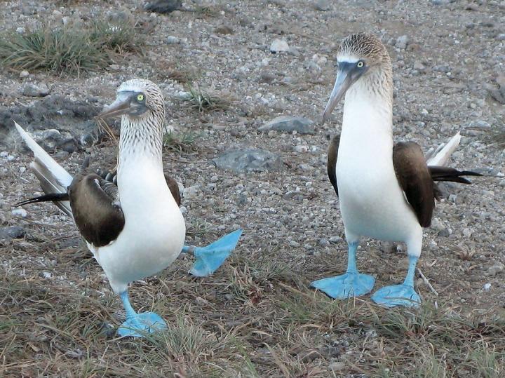 Blue-footed Boobies