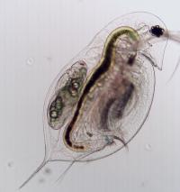 Healthy zooplankton (Daphnia dentifera)