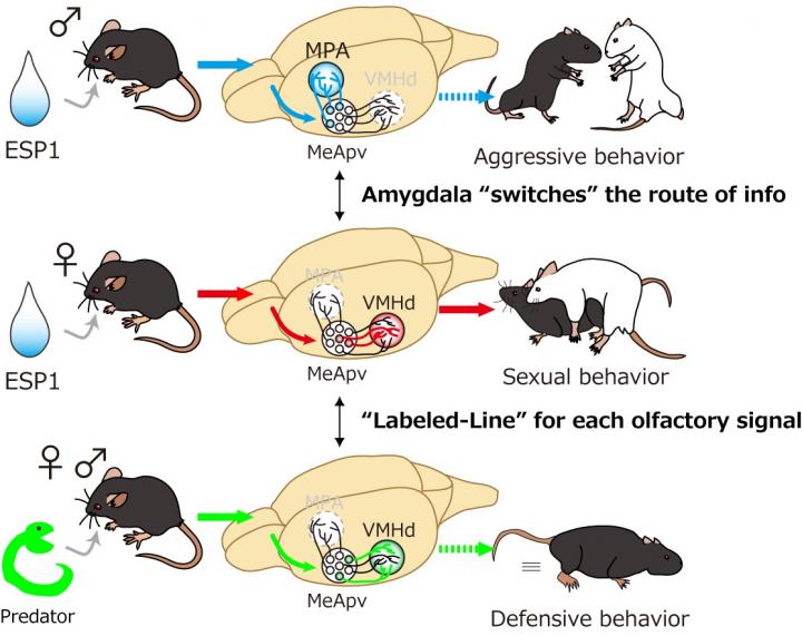 Regulation of Pheromone-mediated Instinctive Behaviors in the Brain