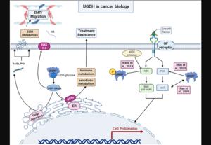 UGDH in clinical oncology and cancer biology | EurekAlert!