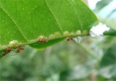 On Organic Coffee Farm, Complex Interactions Keep Pests under Control