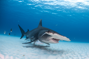 Great Hammerhead shark by Christopher Vaughan-Jones