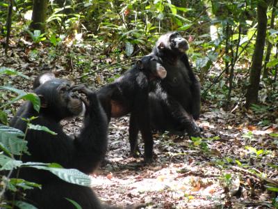 Chimpanzees Checking Tree