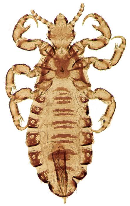 Nuclear genetic diversity of head lice sheds light on human dispersal around the world