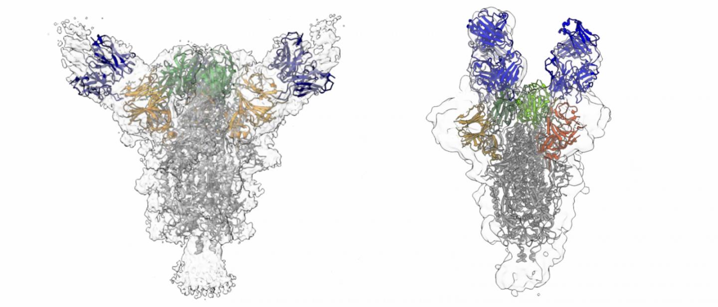 Cryo-EM Reconstructions