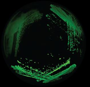 New Tool Measures, Manipulates Protein Aggregation