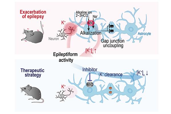 Acute Breakdown of the Glial Network in Epilepsy