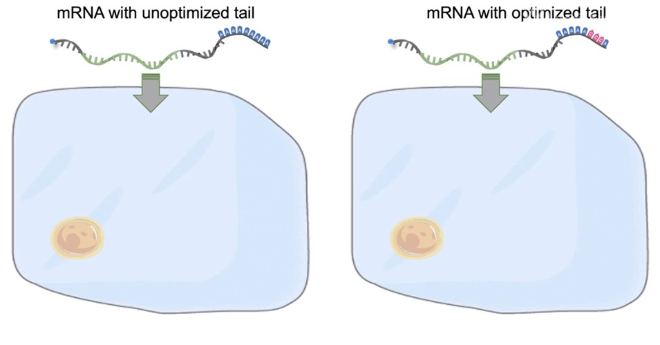 The optimized mRNA tail would protect it from immediate degradation and could stay in the cell for a longer time, increasing protein production efficiency by up to 10 times.