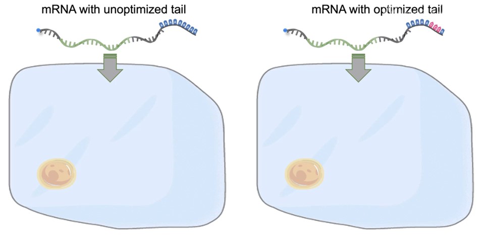 優化的mRNA尾鏈序列可以保護它不被立即降解，因而能在細胞內停留更長時間，令蛋白質生產效率提升最高達10倍。