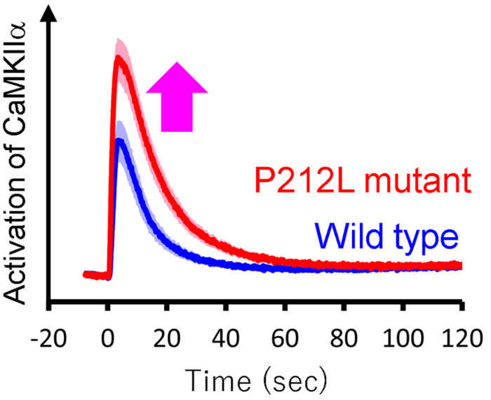 Graph showing irregular activity caused by the P212L mutation of CaMKIIalpha.