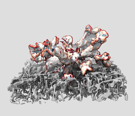 A Leukocyte Embedded in a 3D Collagen Network.