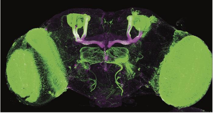 Fruit fly brain