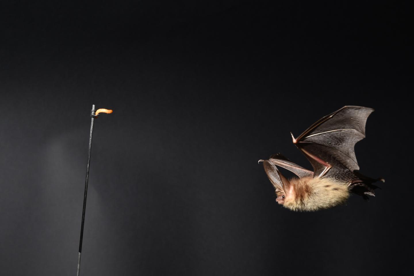 Flying Bat