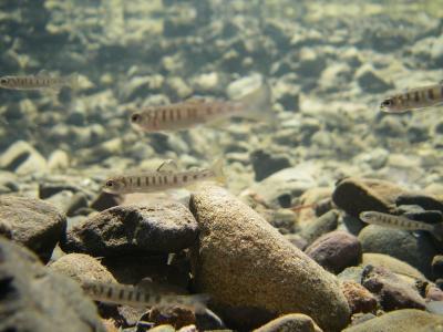 Juvenile Steelhead Trout