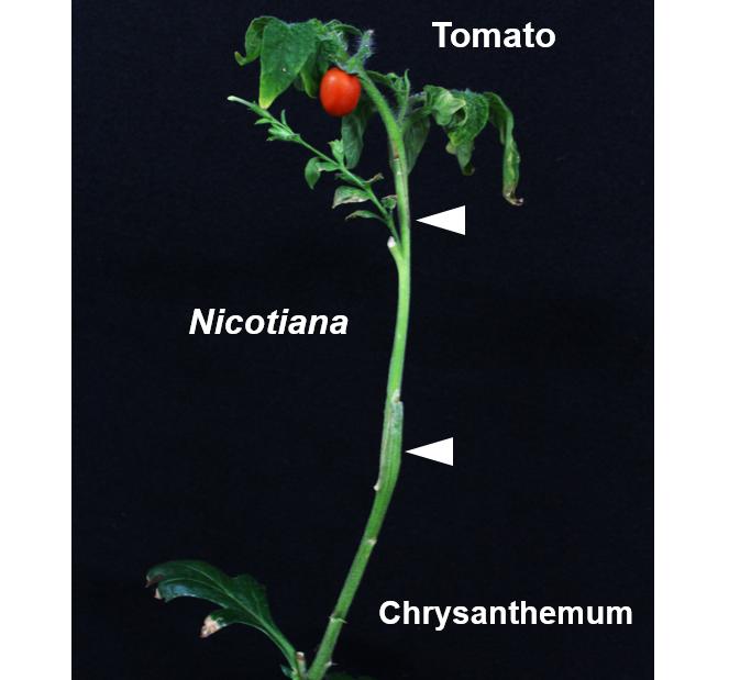 Indirect Grafting