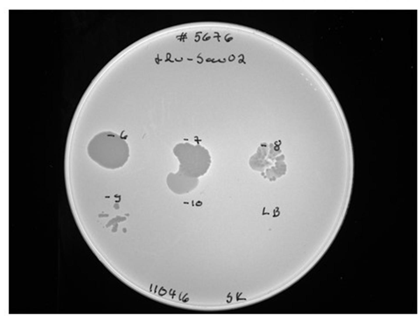 Bacteriophages in Work