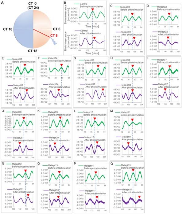 Fig. 5. Changes in Per2:ELuc emission rhythms before and after applying Melapts and blue-light photostimulation at CT8