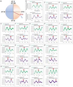 Fig. 5. Changes in Per2:ELuc emission rhythms before and after applying Melapts and blue-light photostimulation at CT8