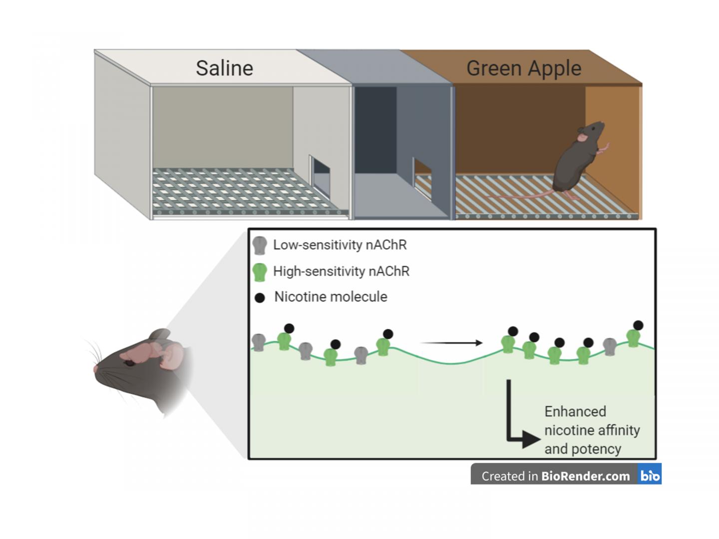 Mice Model: Green Apple E-Cigarette Flavorant Triggers Reward-Related Behavior