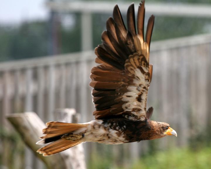 What Makes the Feather Soar