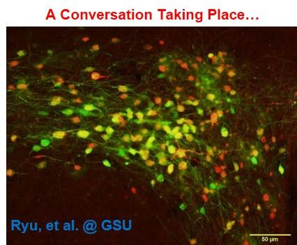 Brown Fat Tissue Communicating With Brain