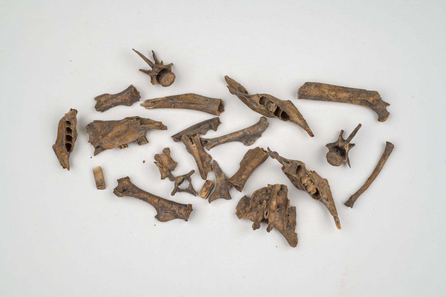 Ancient Animal Remains Can Show Past Distributions