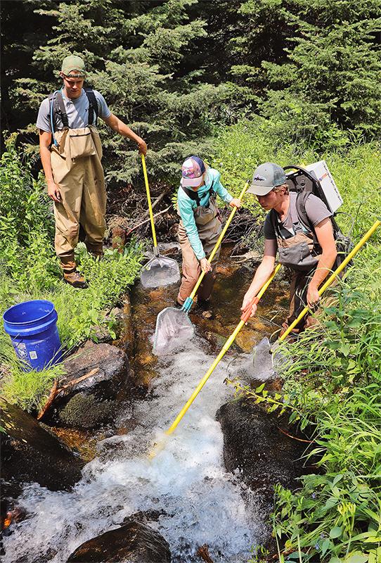 UM Scientists Study Genetic Rescue