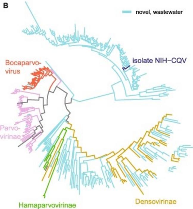 Known and previously unknown viruses