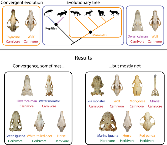 Study Chart Convergent Evolut IMAGE EurekAlert Science News Releases