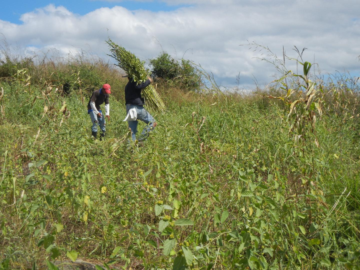 Harvesting Sesame