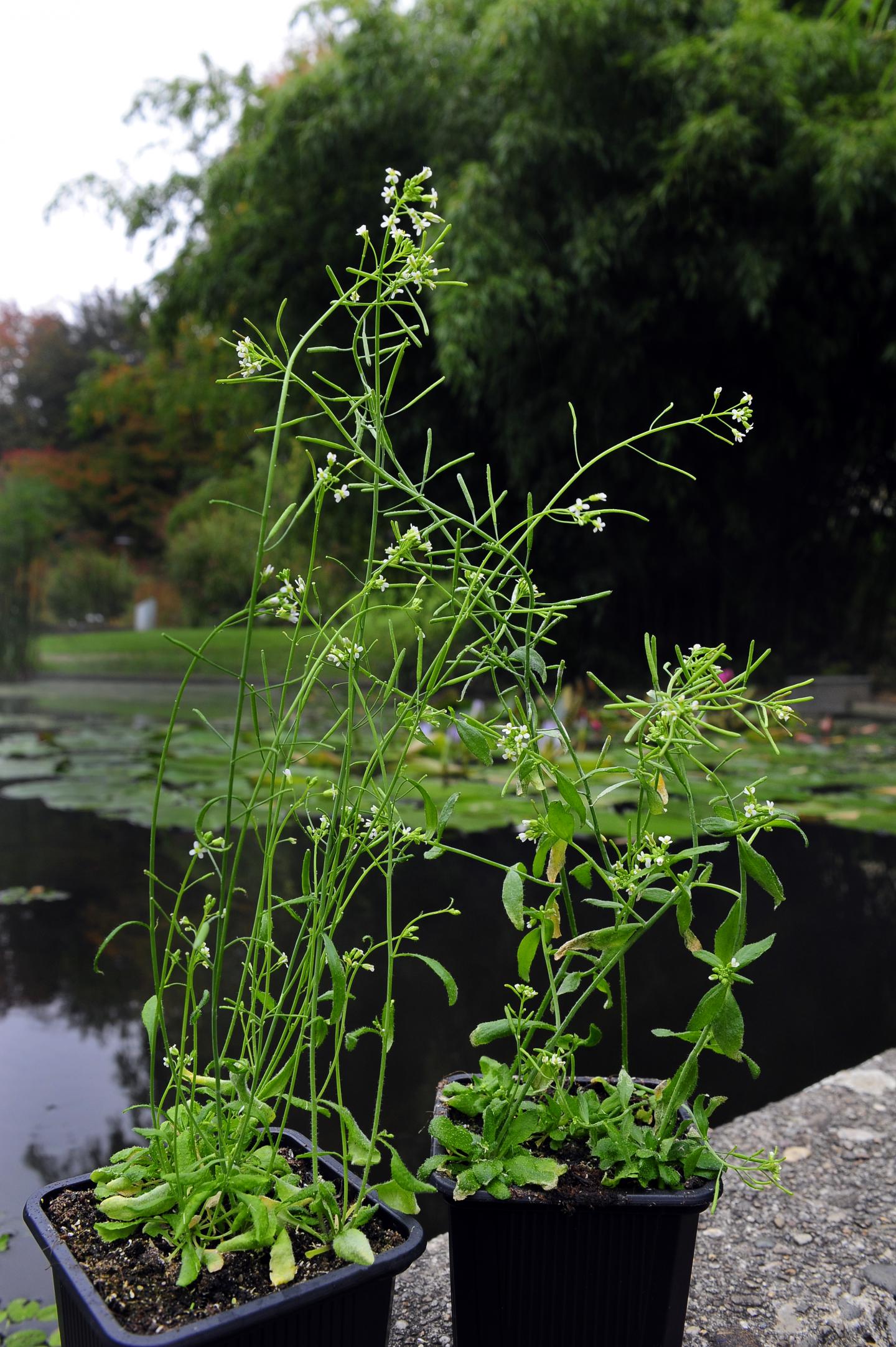 Maternal and Paternal Cooperation