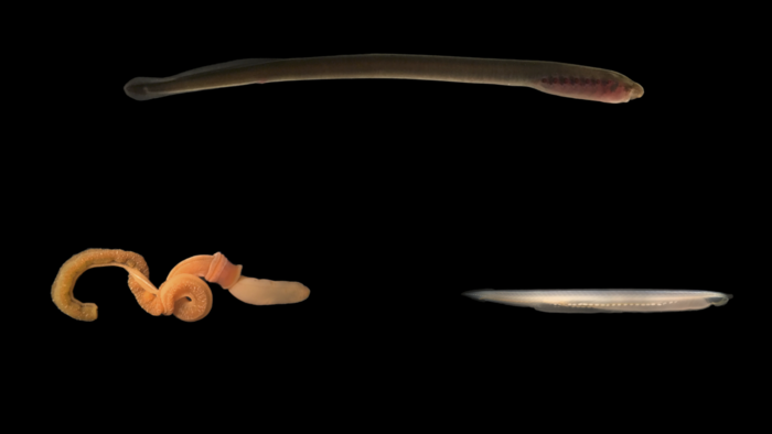 Lamprey, acorn worm and amphioxus - unlabelled