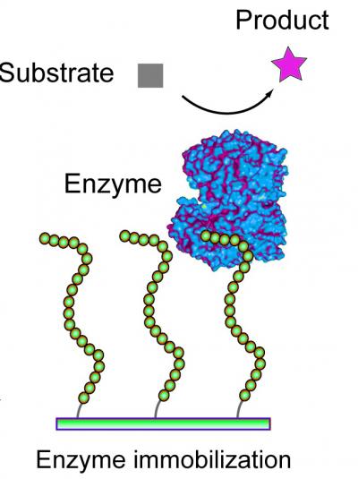 Peptide Chains