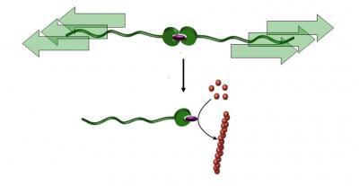A Molecular Ripcord