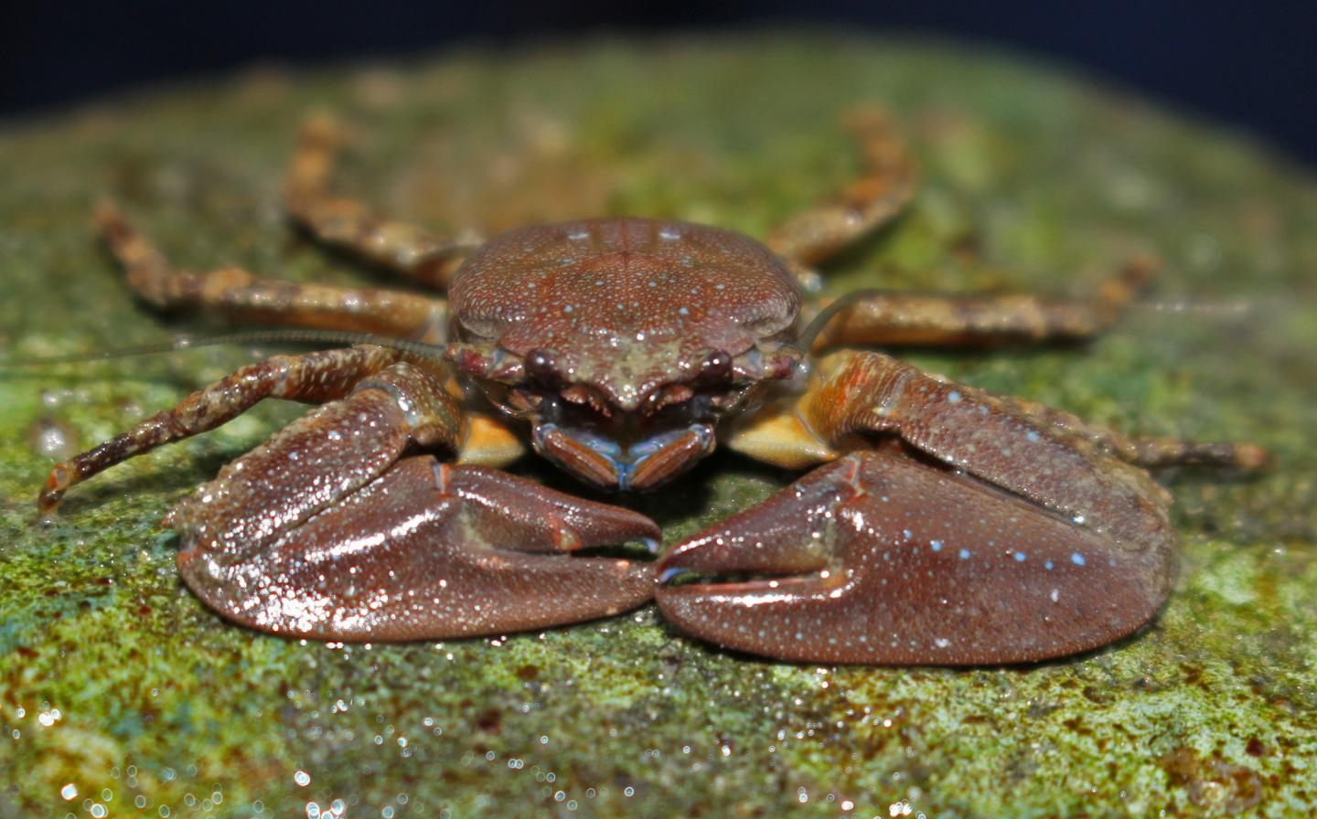 Chocolate Porcelain Crab [IMAGE] | EurekAlert! Science News Releases