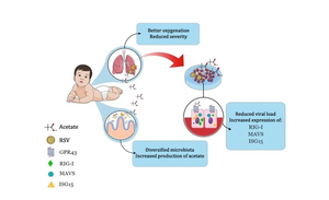 Gut microbiota compound