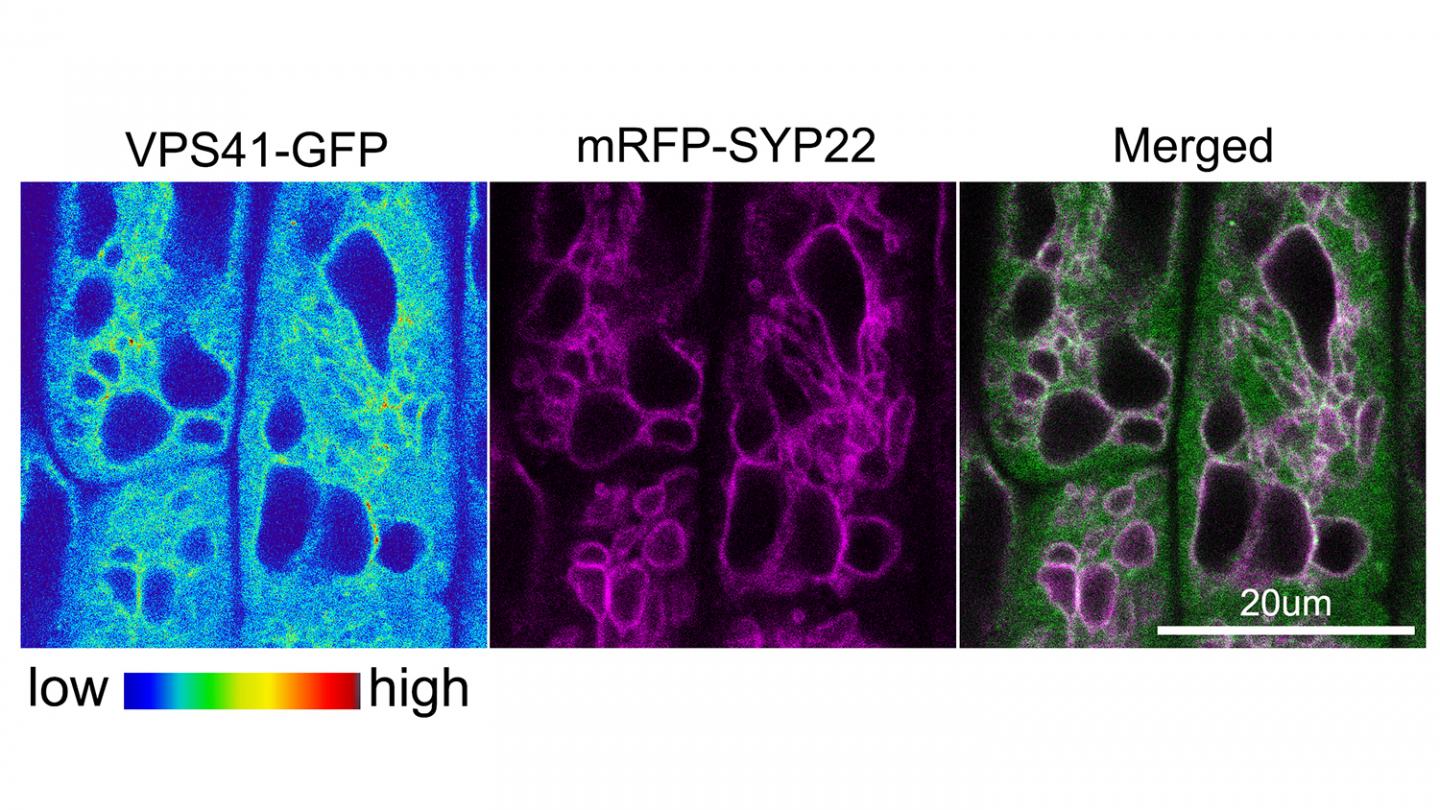 Plant Vacuole Fusion affected by HOPS Protein Complex