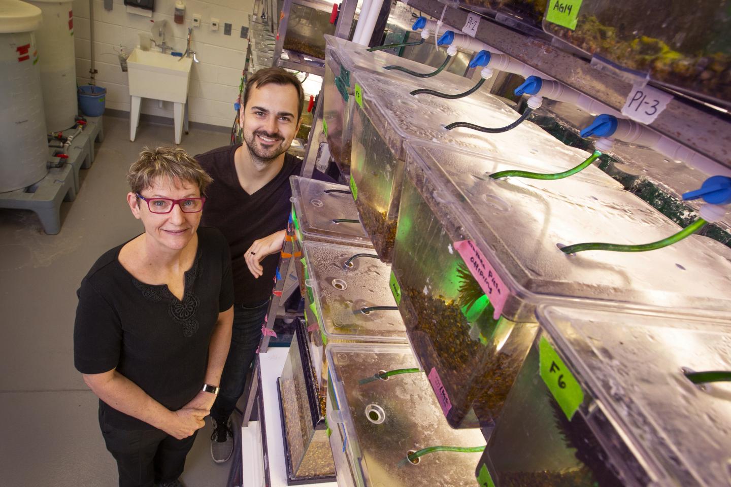 In Guppy Courtship, the Unusual Male Wins