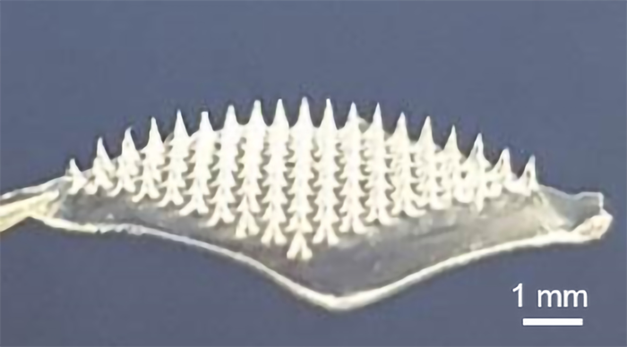 Microneedle patch delivers COVID-19 DNA vaccine; doesn’t require cold storage