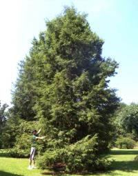 Mature Eastern Hemlock Tree