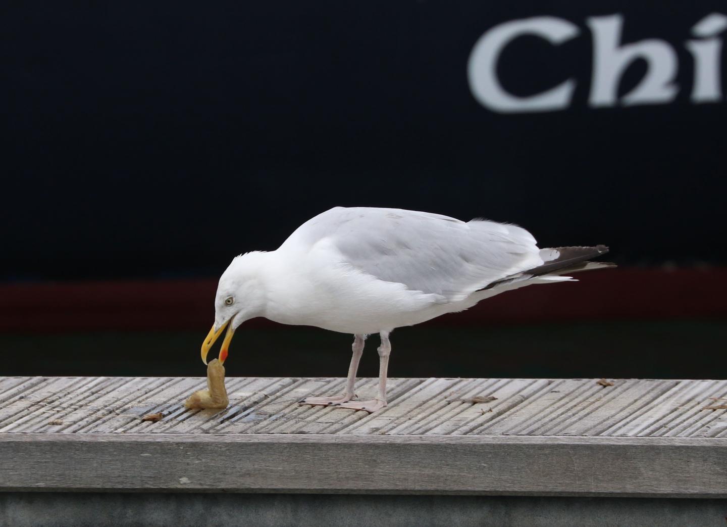 Dexterous herring gulls learn new tricks to a EurekAlert!